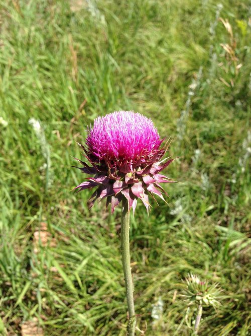 flower  thistle  bloom