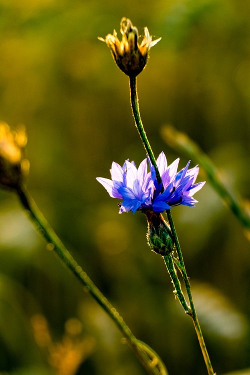 flower  bluebottle  cornflower