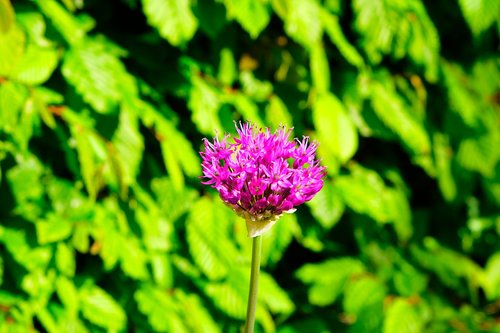 flower  nature  blossom