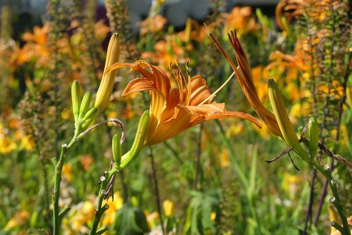 flower  color  summer