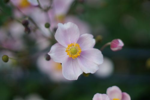 flower nature plant