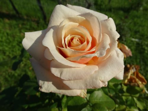 flower rose orange