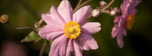 flower pink anemone