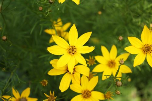 flower yellow flowers