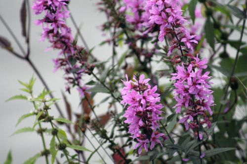 flower pink nature