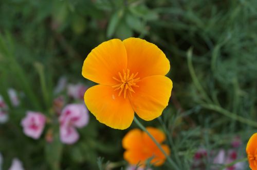 flower garden flowers