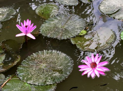 flower waterlily leaves