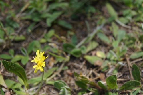 flower macro yellow