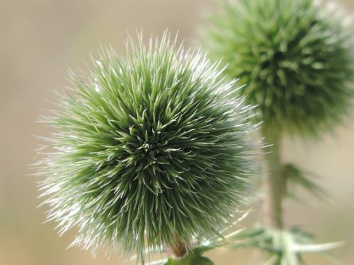 flower green nature