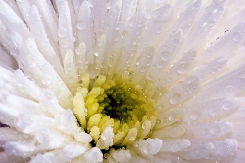 flower white chrysanthemum