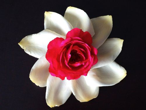 flower rose rose bloom