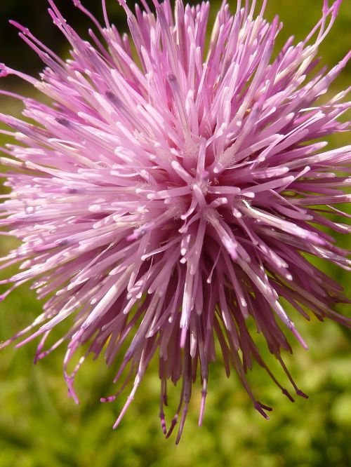 flower pink blossom