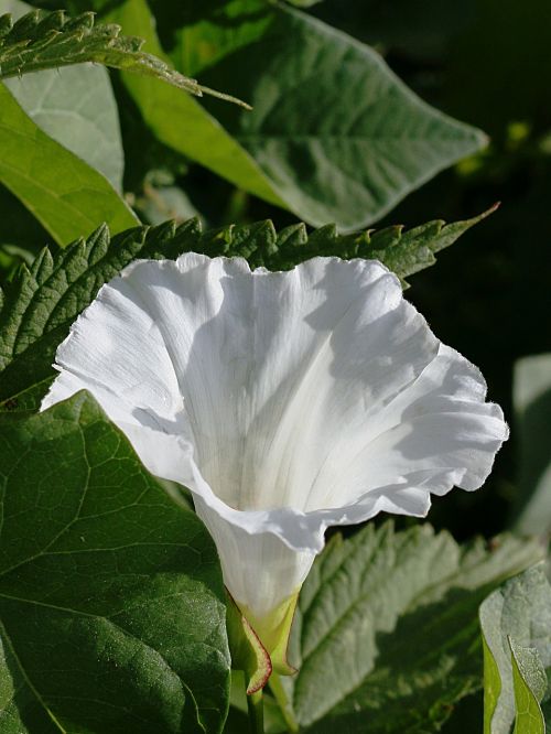 flower white nature