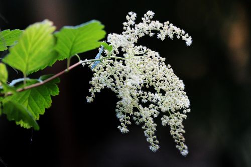 flower white bush