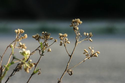 flower green grey