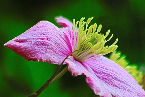 flower pink stamen