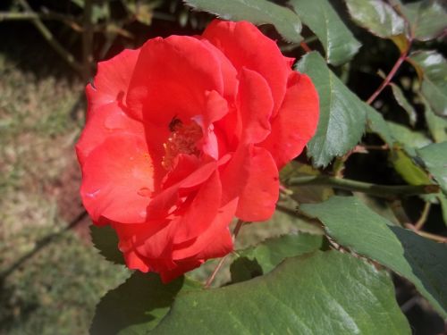 flower red beauty