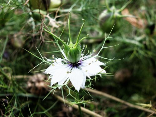 flower stamen spring