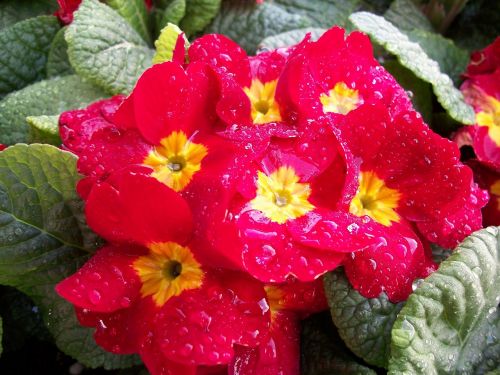 flower red-blossom floral