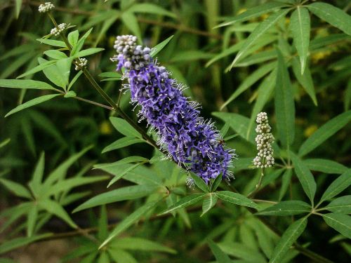 flower lilac autumn