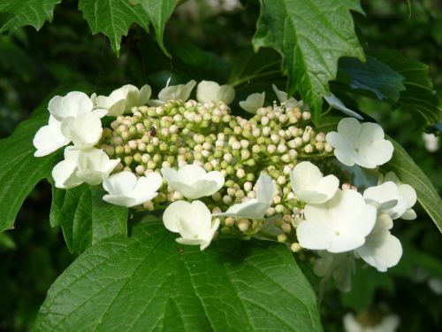 blossom bloom hydrangea