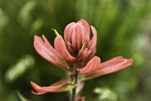 flower red nature