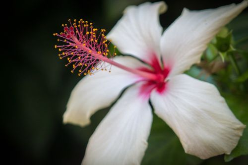 flower bloom closeup