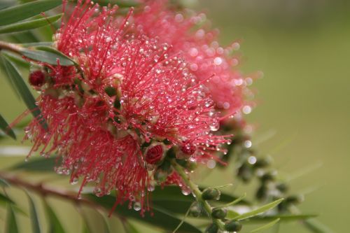 flower red bushy