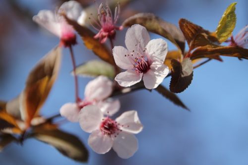 blossom bloom flower