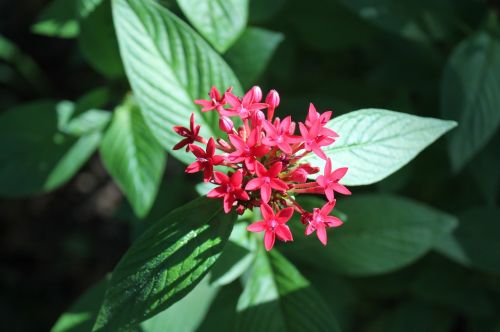 flower nature leaf