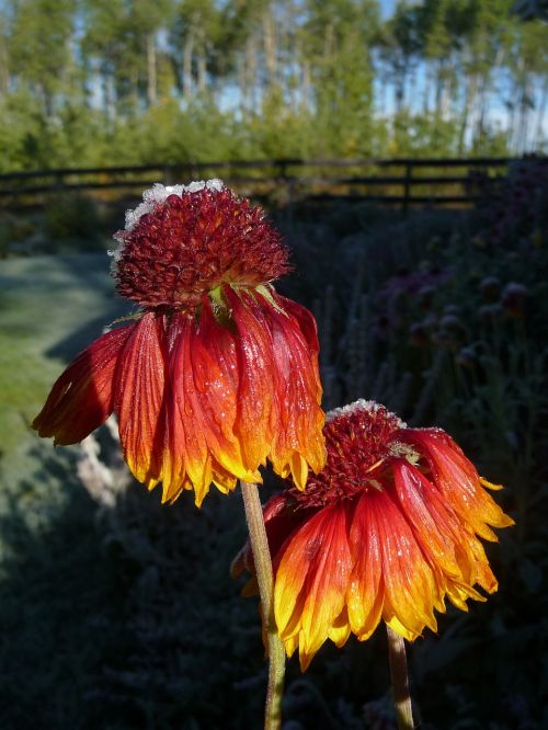 flower autumn frozen