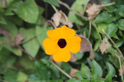 flower yellow nature