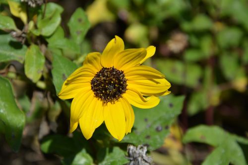 flower yellow close