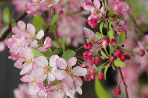 blossom bloom pink