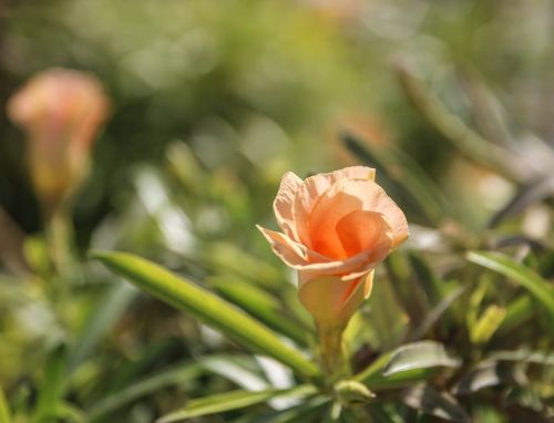 flower plant botany