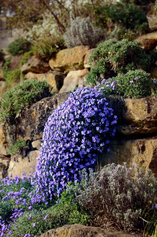 flower stone nature