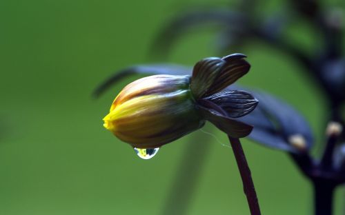 flower raindrop yellow