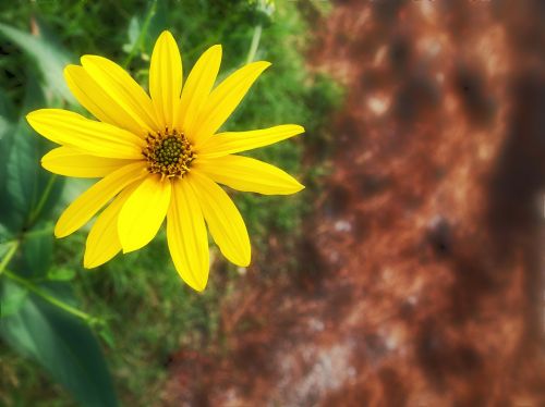 flower yellow garden