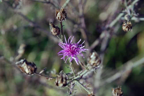 flower purple nature