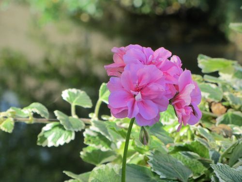 flower pink nature