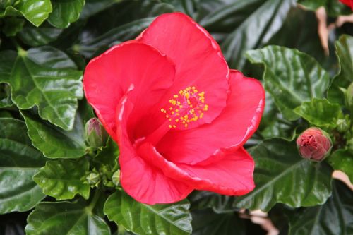 blossom bloom hibiscus