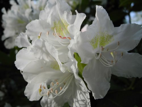 blossom bloom white