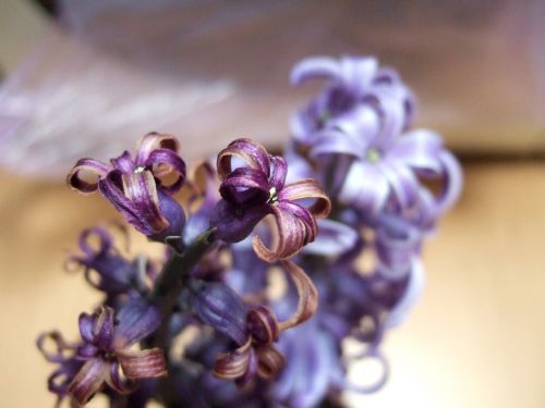 flower colorful purple