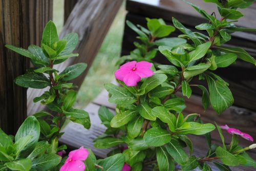 flower purple impatiens