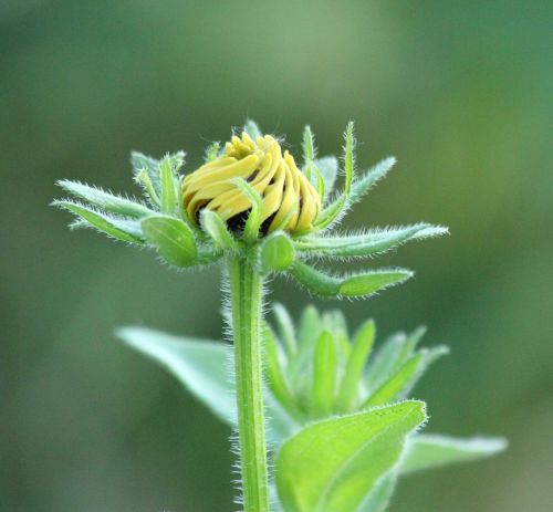 flower daisy yellow