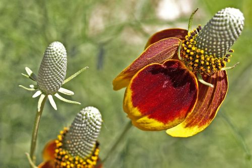 flower plant nature