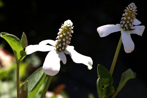 flower white desert