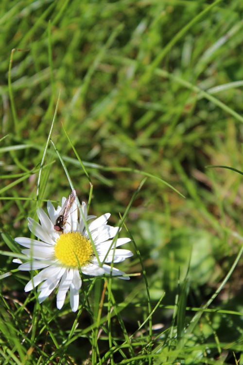 flower wasp daisy