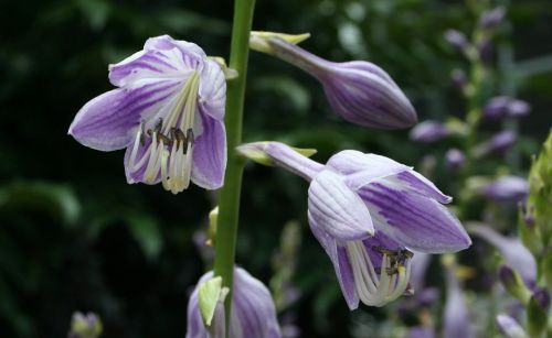 flower purple hosta