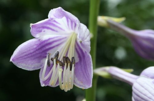 flower purple hosta